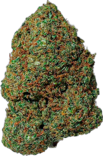 Tête d'Amnesia 2.0 CBD High Society, dense, aux pistils orangés