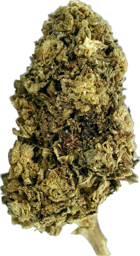 Tête de Northern Lights CBD High Society, vert clair