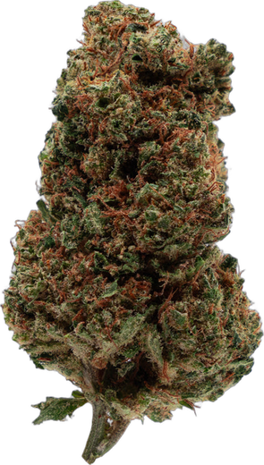 Tête d'Orange Bud CBD High Society aux reflets orangés