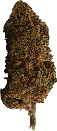 Petite tête de White Widow CBD High Society