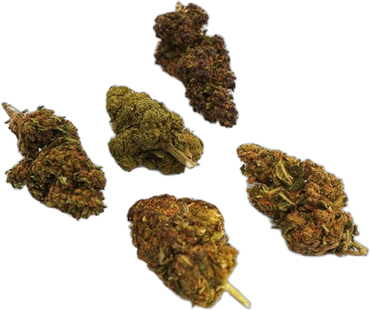 Pack Découverte 5 Fleurs : cinq petits pots de fleurs CBD Mama Kana