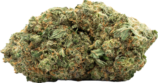 Tête d'Amnesia Haze CBD Okiweed, dense et couverte de pistils orangés