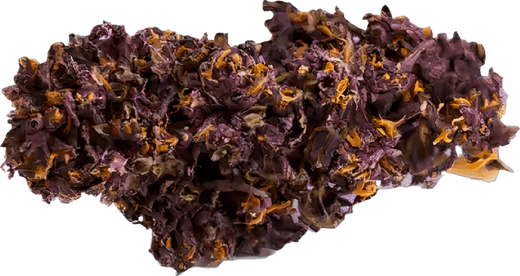 Tête de Purple Haze Stormrock, d'un violet très sombre